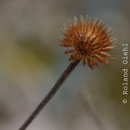 Botanischer Garten Frankfurt_2012-02-26_19