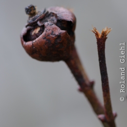 Botanischer Garten Frankfurt_2012-02-26_14