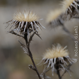 Bot. Garten Frankfurt Februar 2012