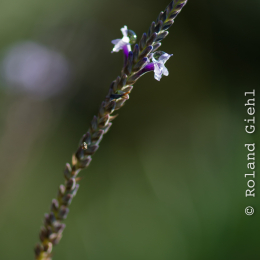 Botanischer_Garten_Frankfurt-20130707-09