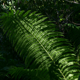 Botanischer_Garten_Frankfurt-20130707-15