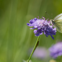 Botanischer_Garten_Frankfurt-20130707-17