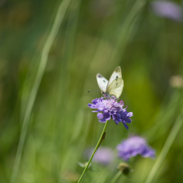 Botanischer_Garten_Frankfurt-20130707-18
