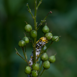 Botanischer_Garten_Frankfurt-20130707-13