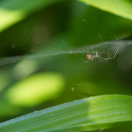 Botanischer_Garten_Frankfurt-20130707-10