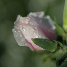 Botanischer_Garten_Frankfurt-20130707-03