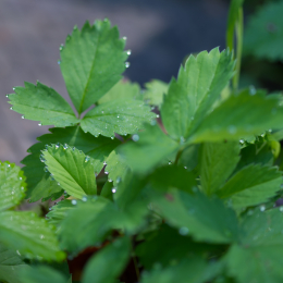 Botanischer_Garten_Frankfurt-20130707-24