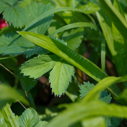 Botanischer_Garten_Frankfurt-20130707-23