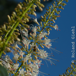 Botanischer_Garten_Frankfurt-20130707-14