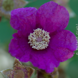 Botanischer_Garten_Frankfurt-20130707-20