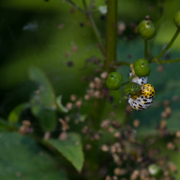 Botanischer_Garten_Frankfurt-20130707-12