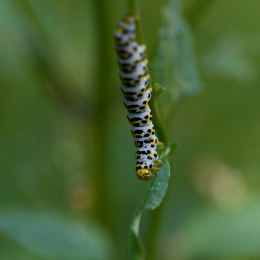 Botanischer_Garten_Frankfurt-20130707-11