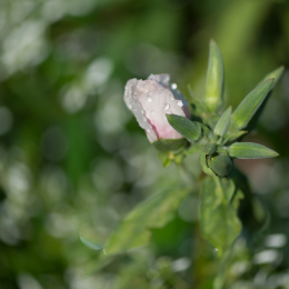 Botanischer_Garten_Frankfurt-20130707-02