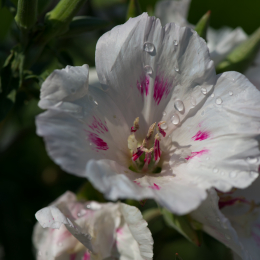 Botanischer_Garten_Frankfurt-20130707-07
