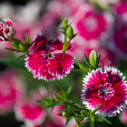 Botanischer_Garten_Frankfurt-20130707-04