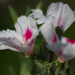 Botanischer_Garten_Frankfurt-20130707-01