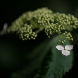 Botanischer_Garten_Frankfurt-20130707-16