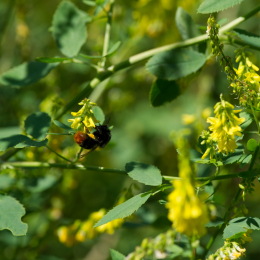 Botanischer_Garten_Frankfurt-20130707-25