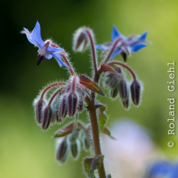 Botanischer_Garten_Frankfurt-20130707-26