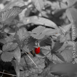 Botanischer_Garten_Frankfurt-20130707-22