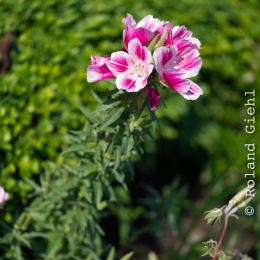 Botanischer_Garten_Frankfurt-20130707-08