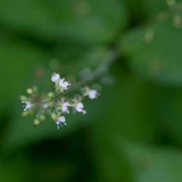Botanischer_Garten_Frankfurt-20130707-21