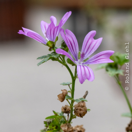 Bot. Garten Frankfurt Juli 2023