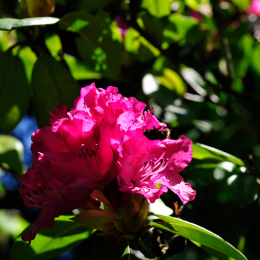 botanikgartenffm_18_2010-06-05