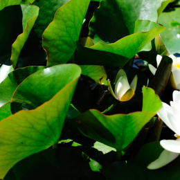 botanikgartenffm_39_2010-06-05