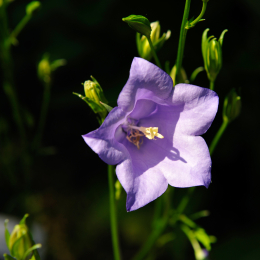 botanikgartenffm_49_2010-06-05
