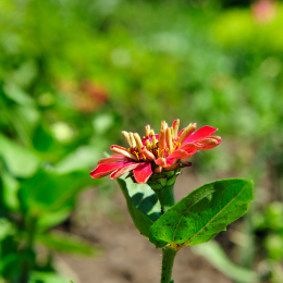 botanikgartenffm_25_2010-06-05