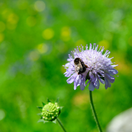 botanikgartenffm_63_2010-06-05