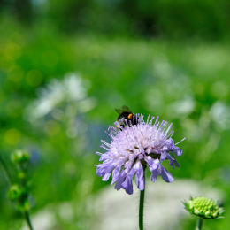 botanikgartenffm_61_2010-06-05