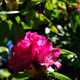 botanikgartenffm_17_2010-06-05