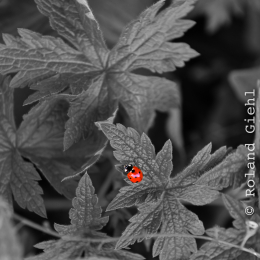 botanikgartenffm_13_2010-06-05