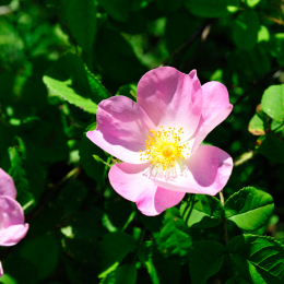 botanikgartenffm_60_2010-06-05