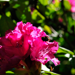 botanikgartenffm_19_2010-06-05