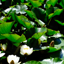 botanikgartenffm_37_2010-06-05