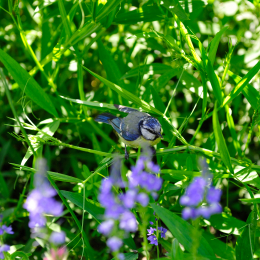 botanikgartenffm_58_2010-06-05