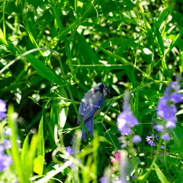 botanikgartenffm_56_2010-06-05