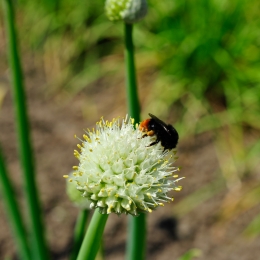 botanikgartenffm_33_2010-06-05