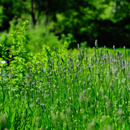 botanikgartenffm_52_2010-06-05