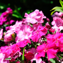 botanikgartenffm_15_2010-06-05