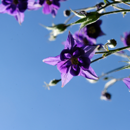 botanikgartenffm_28_2010-06-05