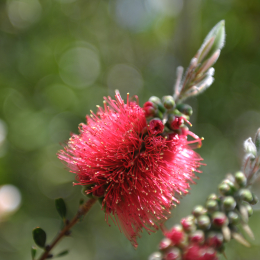 botanikgartenffm_05_2010-06-05