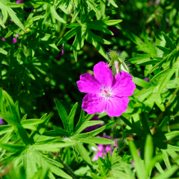 botanikgartenffm_23_2010-06-05