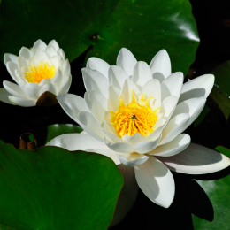 botanikgartenffm_44_2010-06-05