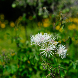 botanikgartenffm_30_2010-06-05