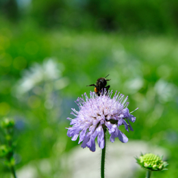 botanikgartenffm_62_2010-06-05