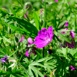 botanikgartenffm_24_2010-06-05